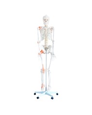 Scheletro a dimensione reale con legamenti e colonna vertebrale flessibile