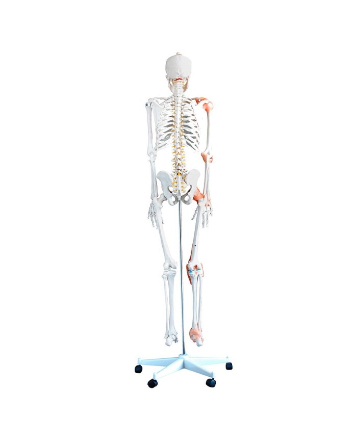 Scheletro a dimensione reale con legamenti e colonna vertebrale flessibile