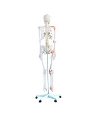 Scheletro a dimensione reale con legamenti e colonna vertebrale flessibile