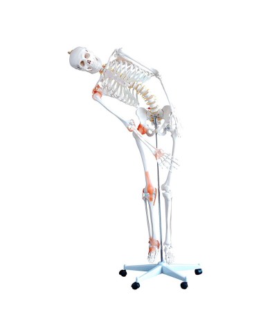 Scheletro a dimensione reale con legamenti e colonna vertebrale flessibile Scheletro a dimensione reale con legamenti e colonna vertebrale flessibile