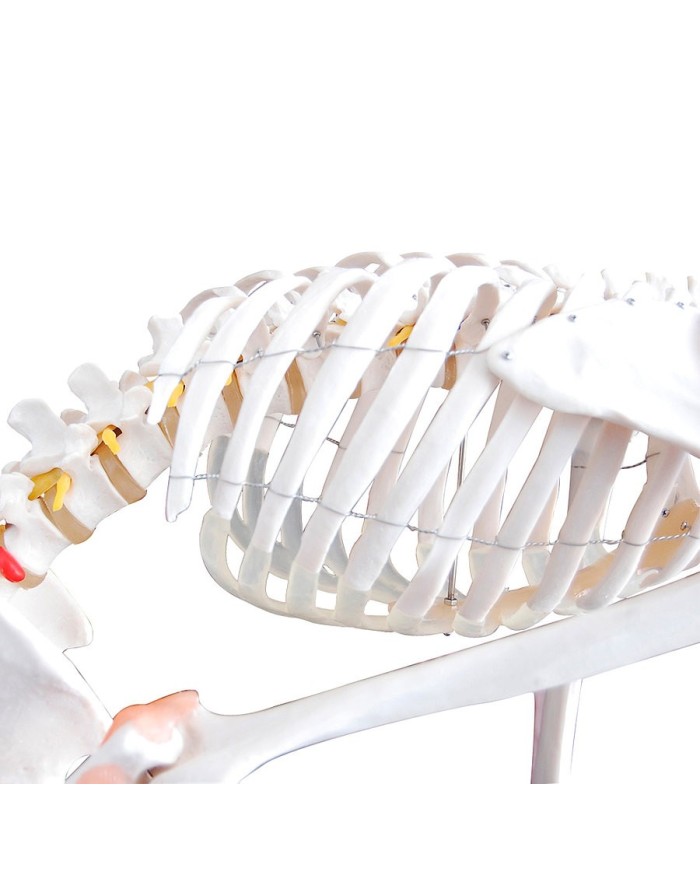 Scheletro a dimensione reale con legamenti e colonna vertebrale flessibile