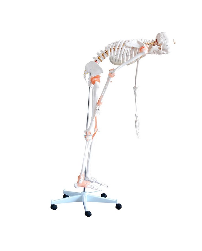 Scheletro a dimensione reale con legamenti e colonna vertebrale flessibile