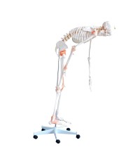 Scheletro a dimensione reale con legamenti e colonna vertebrale flessibile