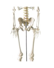 Scheletro classico a grandezza naturale con colonna vertebrale flessibile