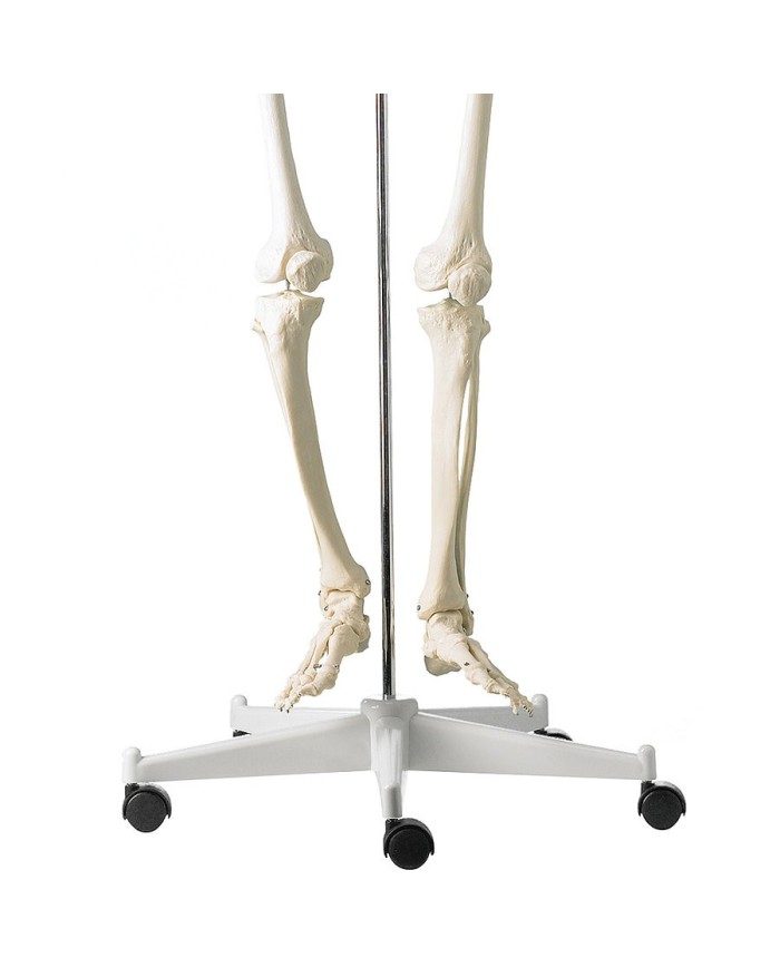 Scheletro classico a grandezza naturale con colonna vertebrale flessibile