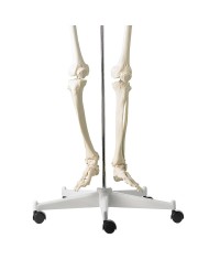 Scheletro classico a grandezza naturale con colonna vertebrale flessibile