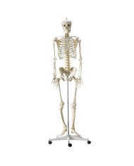 Scheletro classico a grandezza naturale con colonna vertebrale flessibile