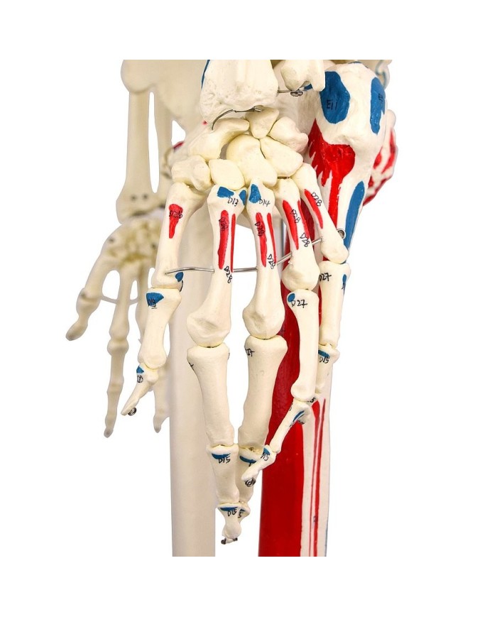 Modello di scheletro a grandezza naturale con origini ed inserzioni muscola