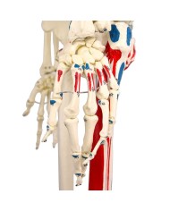 Modello di scheletro a grandezza naturale con origini ed inserzioni muscola