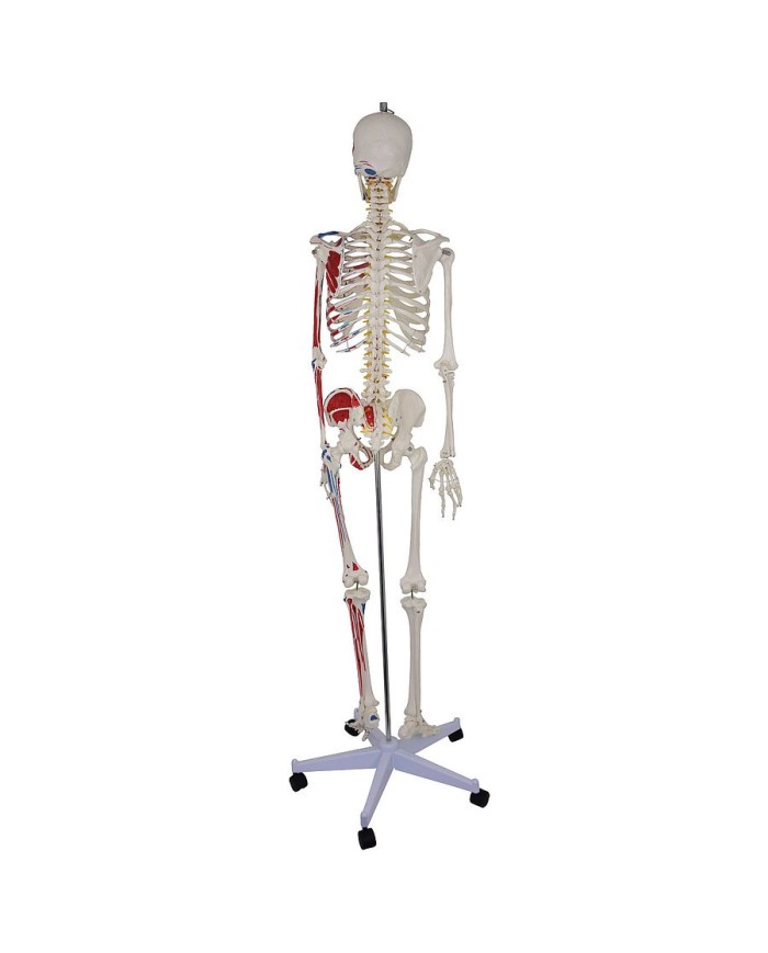 Modello di scheletro a grandezza naturale con origini ed inserzioni muscola