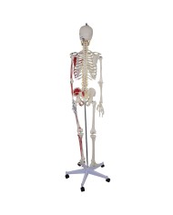 Modello di scheletro a grandezza naturale con origini ed inserzioni muscola