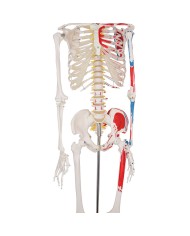 Modello di scheletro a grandezza naturale con origini ed inserzioni muscola