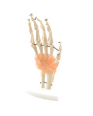 Scheletro della mano con legamenti