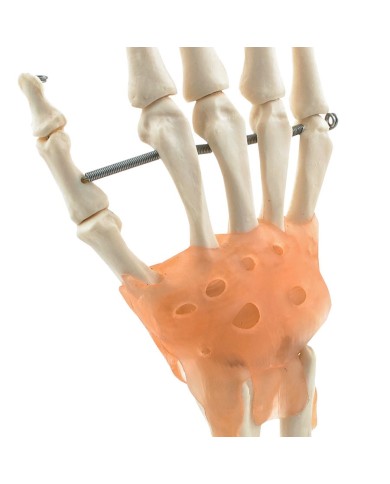 Scheletro della mano con legamenti Scheletro della mano con legamenti