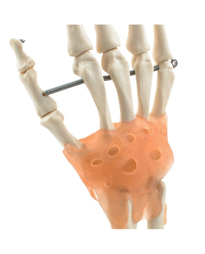 Scheletro della mano con legamenti