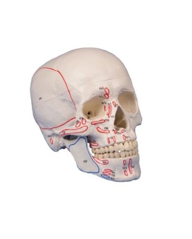 Erler Zimmer, Cranio, modello classico, con inserzioni dei muscoli, scomponibile in 3 parti 4509