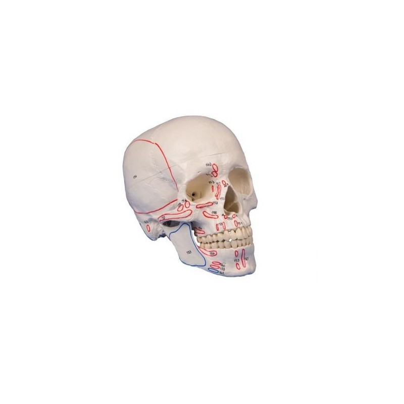 Erler Zimmer, Cranio, modello classico, con inserzioni dei muscoli, scomponibile in 3 parti 4509