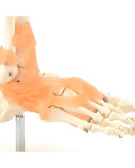 Scheletro del piede con legamenti