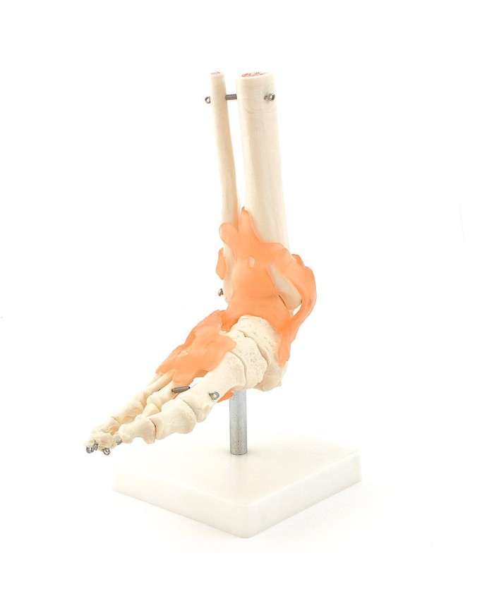 Scheletro del piede con legamenti