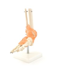 Scheletro del piede con legamenti