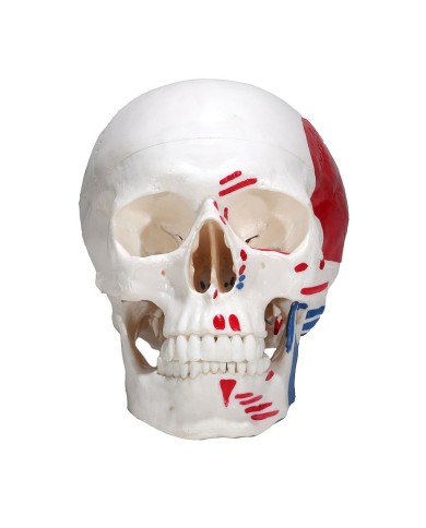 Modello di Cranio in tre parti con muscoli ed inserzioni Modello di Cranio in tre parti con muscoli ed inserzioni