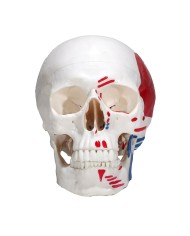 Modello di Cranio in tre parti con muscoli ed inserzioni