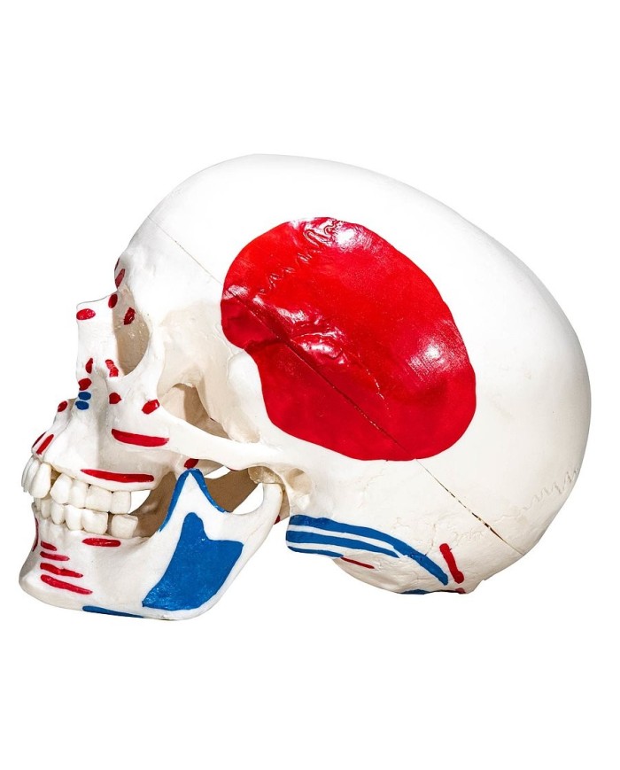 Modello di Cranio in tre parti con muscoli ed inserzioni