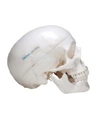 Modello di Cranio in tre parti con muscoli ed inserzioni