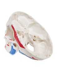 Modello di Cranio in tre parti con muscoli ed inserzioni