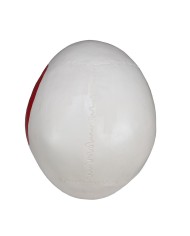 Modello di Cranio in tre parti con muscoli ed inserzioni