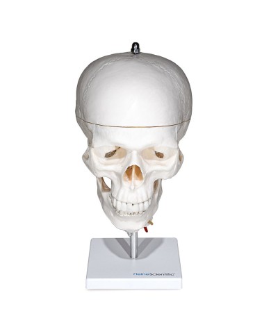 Modello di Cranio con Colonna Cervicale Modello di Cranio con Colonna Cervicale