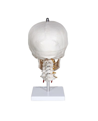 Modello di Cranio con Colonna Cervicale Modello di Cranio con Colonna Cervicale