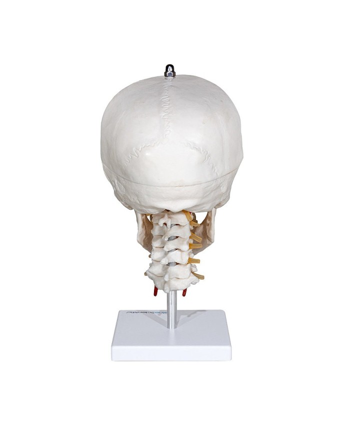 Modello di Cranio con Colonna Cervicale