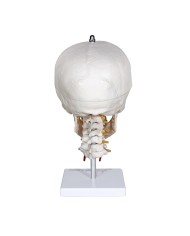 Modello di Cranio con Colonna Cervicale