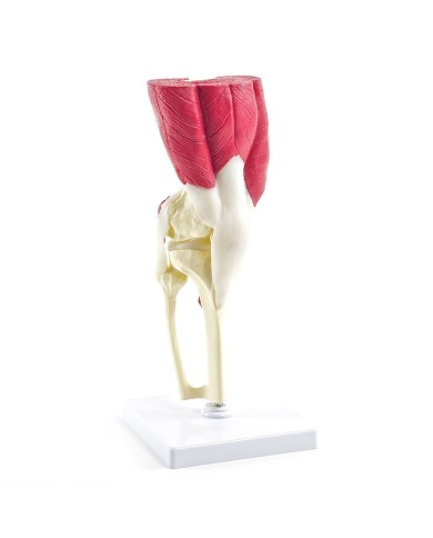 Articolazione del ginocchio con muscoli e tendini Articolazione del ginocchio con muscoli e tendini
