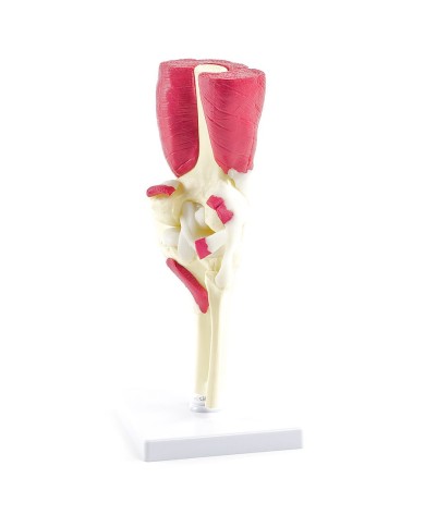 Articolazione del ginocchio con muscoli e tendini Articolazione del ginocchio con muscoli e tendini