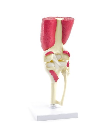 Articolazione del ginocchio con muscoli e tendini Articolazione del ginocchio con muscoli e tendini