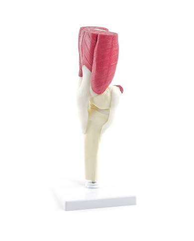 Articolazione del ginocchio con muscoli e tendini Articolazione del ginocchio con muscoli e tendini