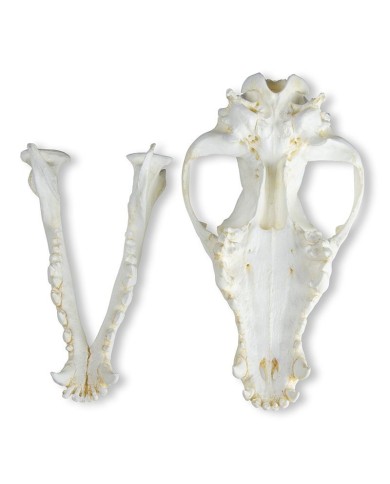 Cranio di Cane Alano Canis Familiaris Erler Zimmer VET2020