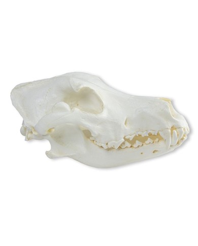 Cranio di Cane Alano Canis Familiaris Erler Zimmer VET2020