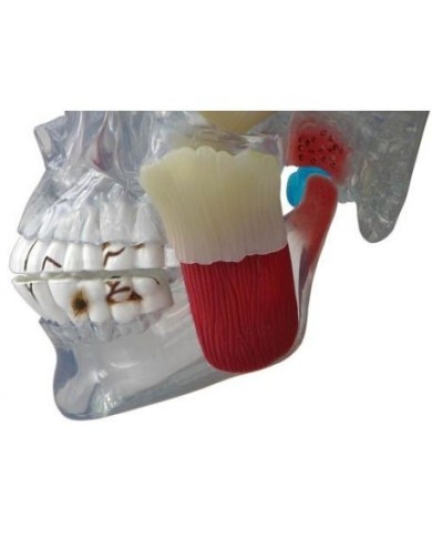 Erler Zimmer, modello anatomico di articolazione del cranio