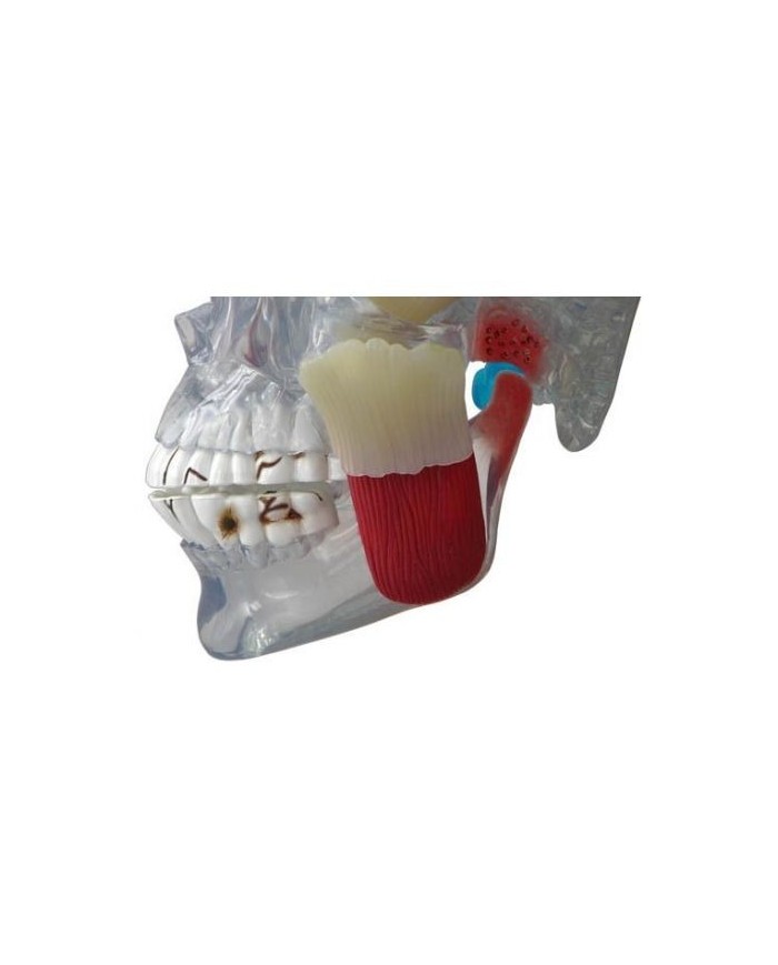 Erler Zimmer, modello anatomico di articolazione del cranio