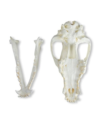 Cranio di Cane Pastore tedesco Canis Familiaris Erler Zimmer VET2015