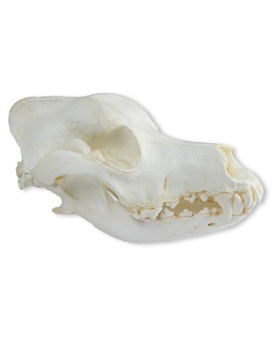 Cranio di Cane Pastore tedesco Canis Familiaris Erler Zimmer VET2015