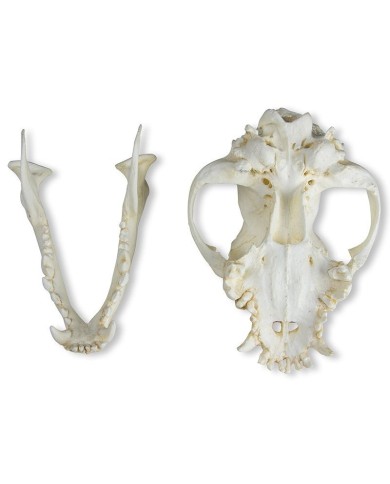 Cranio di Cane Boxer Canis Familiaris Erler Zimmer VET2010