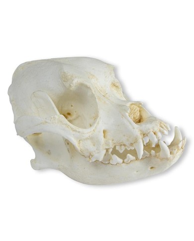 Cranio di Cane Boxer Canis Familiaris Erler Zimmer VET2010