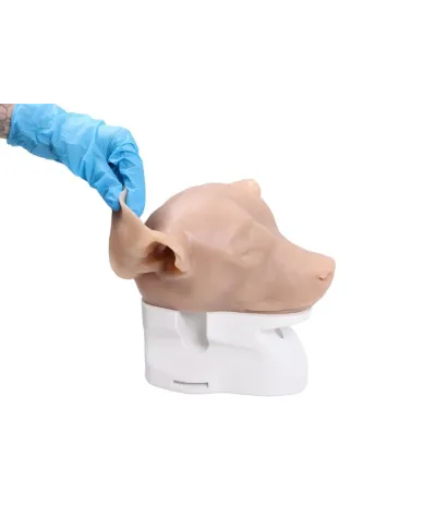 Simulatore per Otoscopia Veterinaria Erler Zimmer VET4670