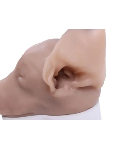 Simulatore per Otoscopia Veterinaria Erler Zimmer VET4670