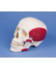 Erler Zimmer, modello di cranio scomponibile con muscoli masticatori