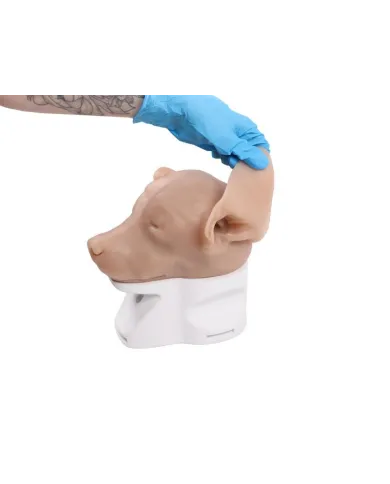 Simulatore per Otoscopia Veterinaria Erler Zimmer VET4670